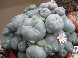 کاکتوس مسکالین